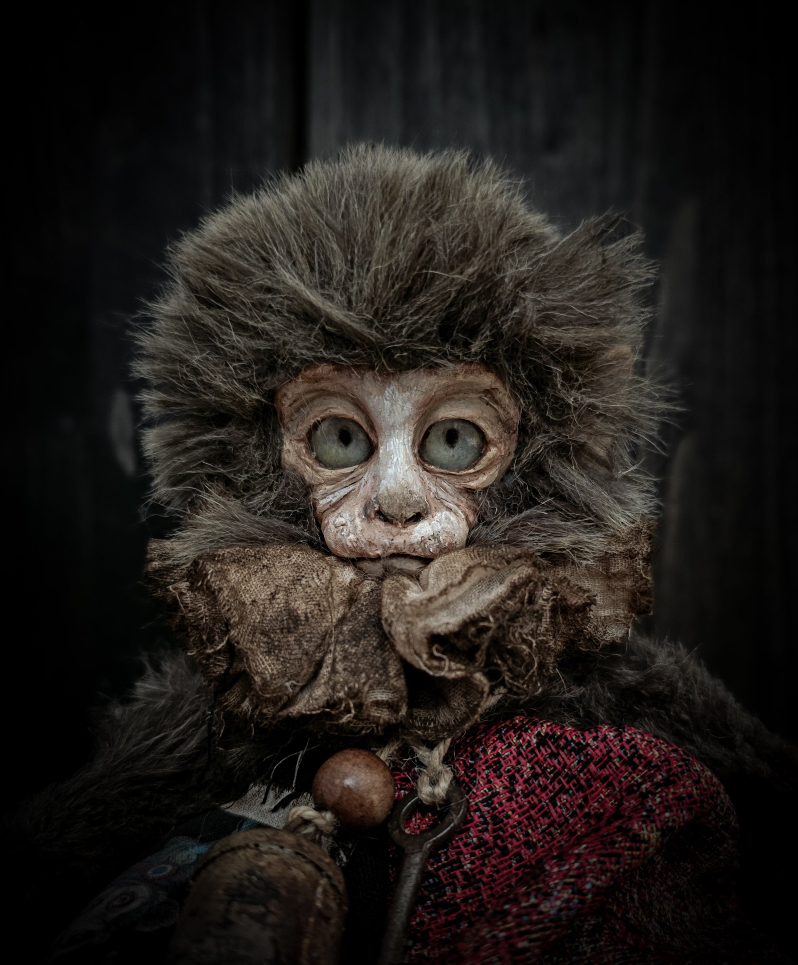 10.6" Old Capuchin Monkey