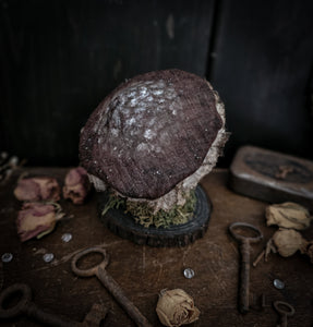 4.7" Mummified Mushroom