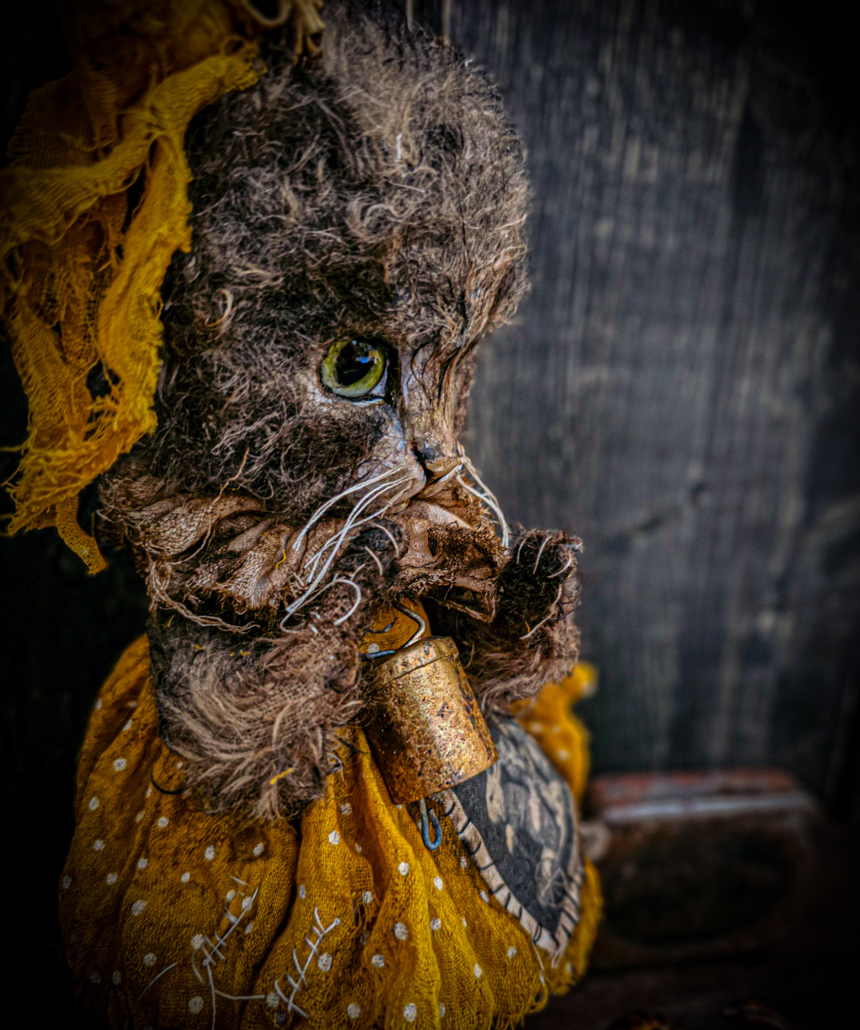 11.4" Kitten