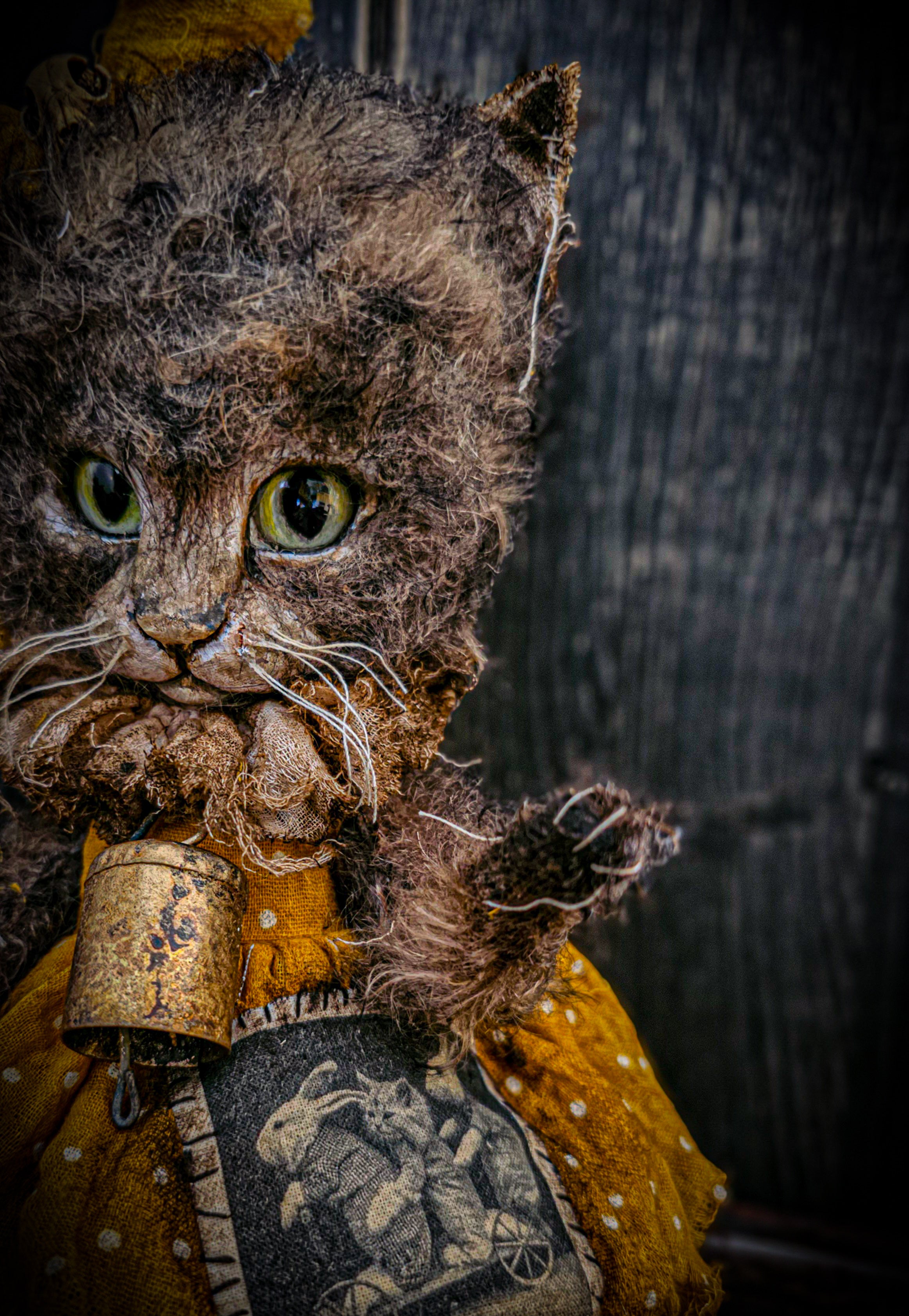 11.4" Kitten